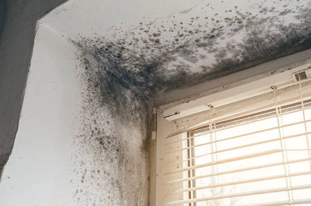 Affordable Black Mold Remediation solutions in Carrollton, TX