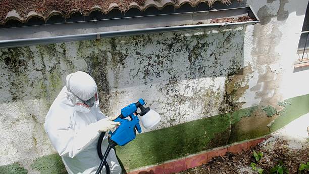 Top rated local Black Mold Remediation specialists in Carrollton, TX